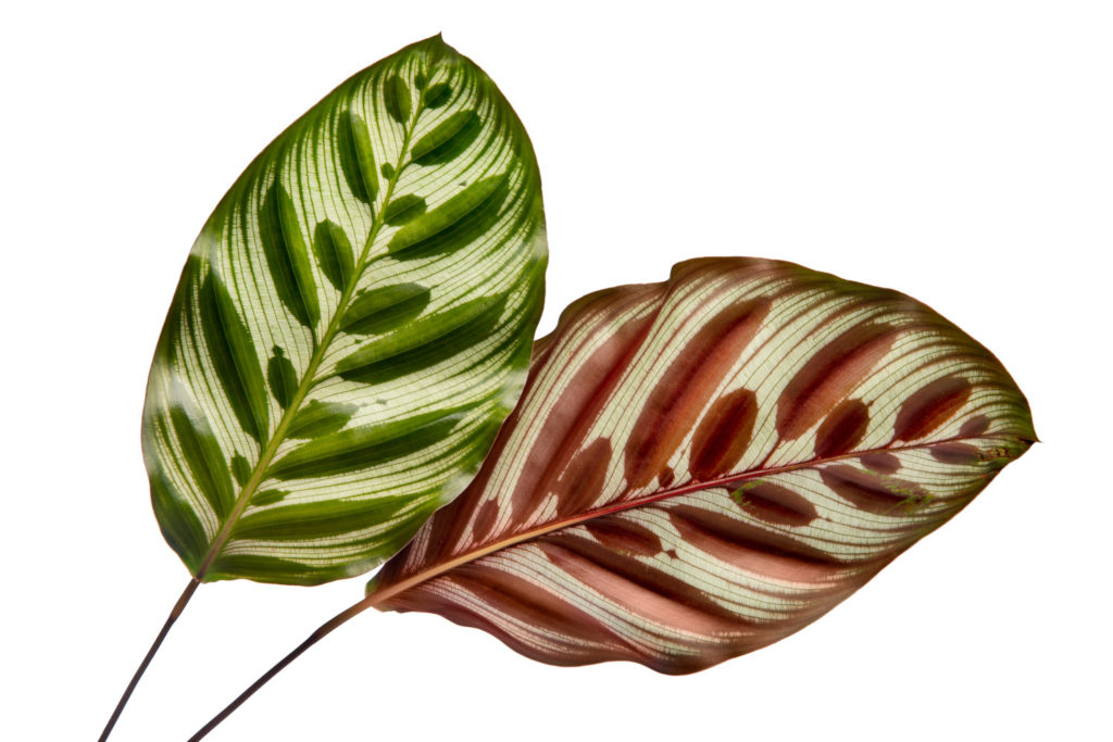 Zierliche Glockenblume