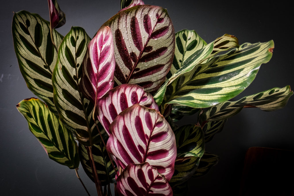 Feuchtigkeit und braune Blattränder Calathea Makoyana