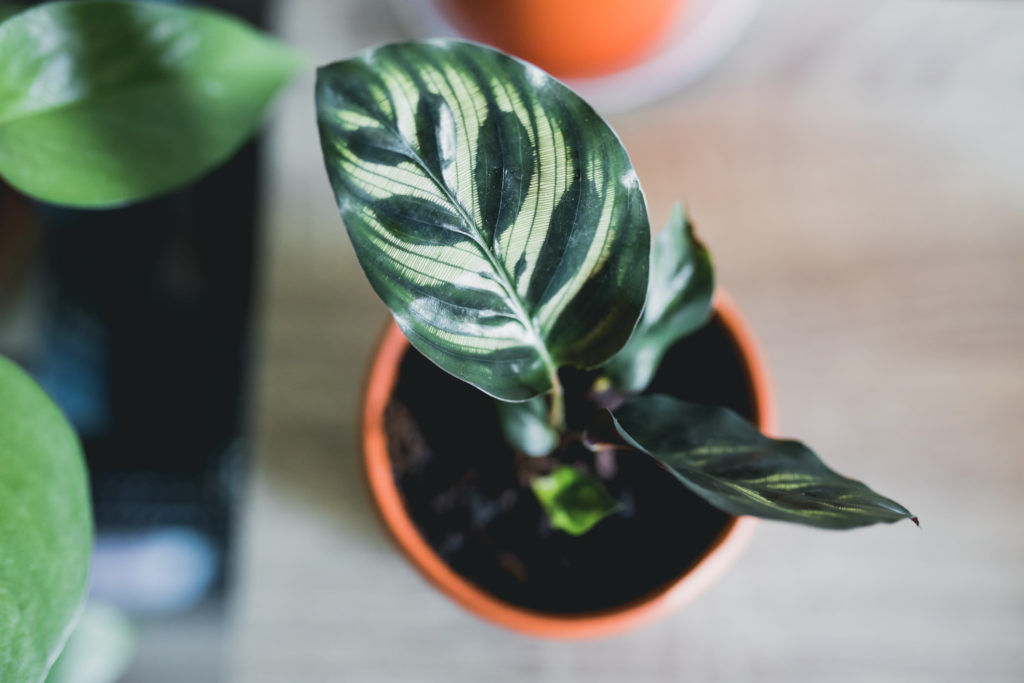 Calathea Makoyana von oben