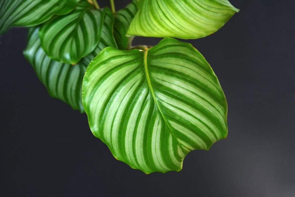 Orbifolia-Kalotte