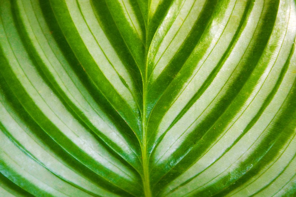 Nahaufnahme des Blattes von Calathea Orbifolia