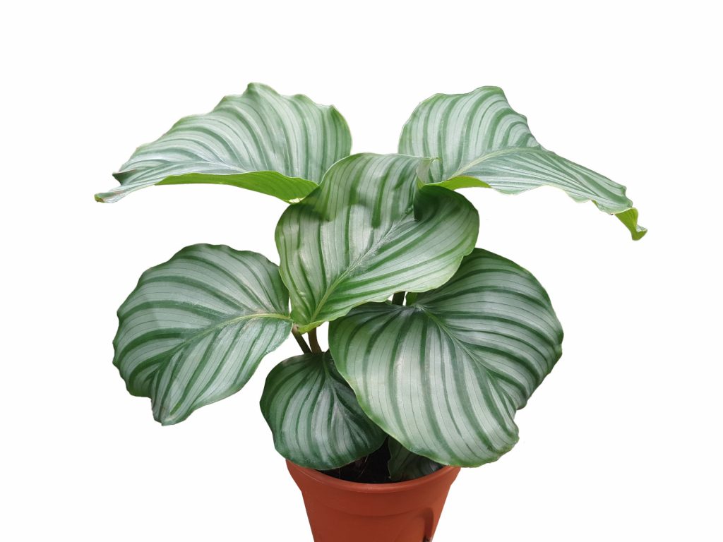 Pflege der Calathea Orbifolia