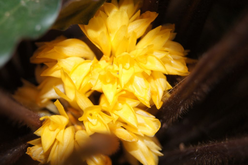 Calathea Rufibarba Blume
