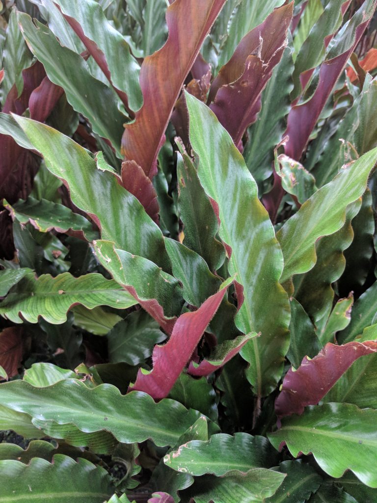 Pflege der Calathea Rufibarba