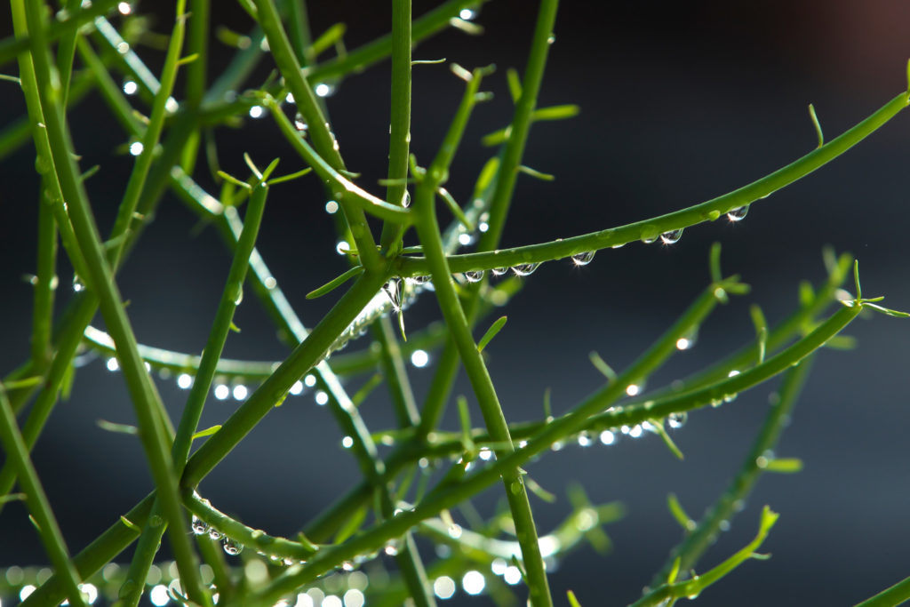Euphorbia Tirucalli