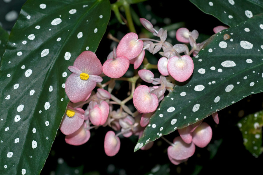 Begonia Tamaya Blüten geöffnet