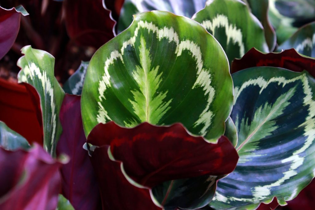 calathea
