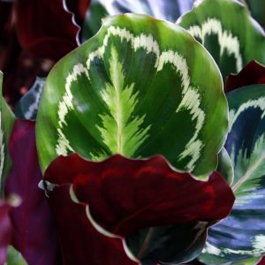 calathea