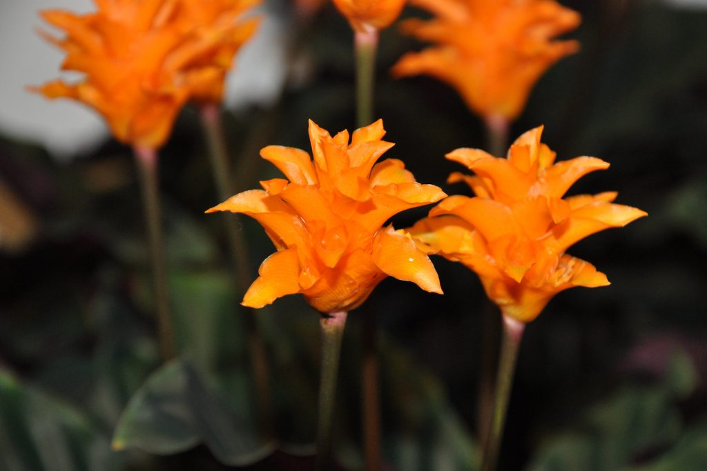 de bloem van de Calathea