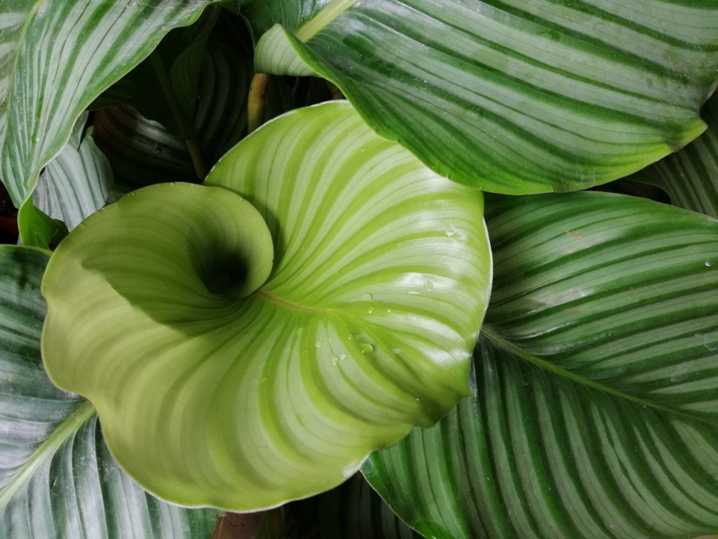 calathea groeiwijze nieuw blad