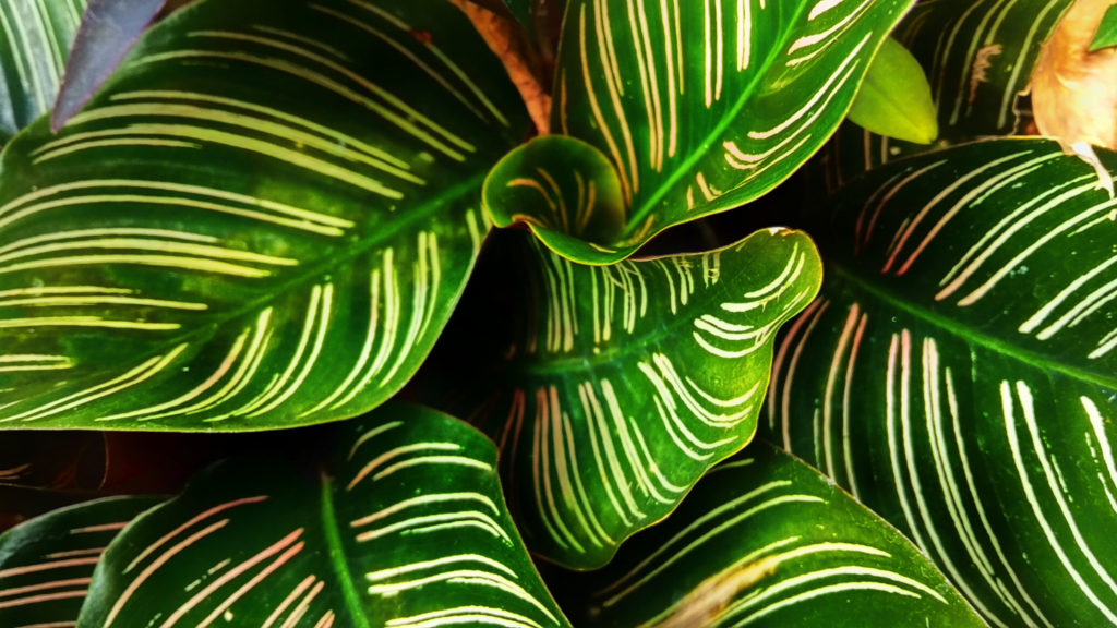 Calathea-Arten Ornata