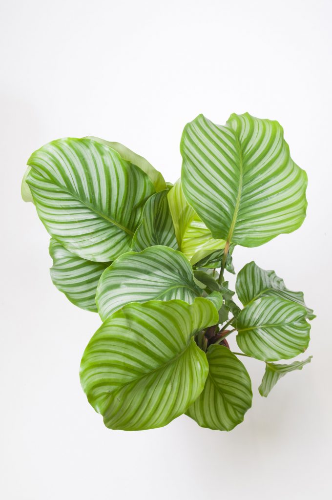Een calathea plant van bovenaf