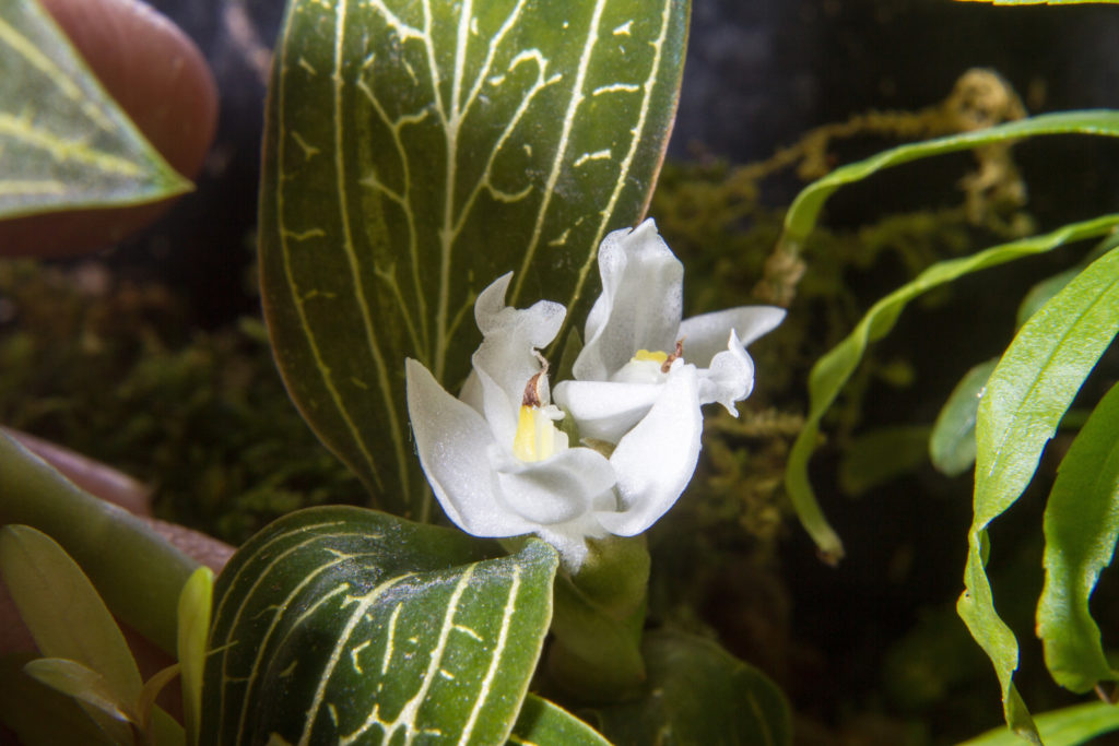 macodes petola in Blüte