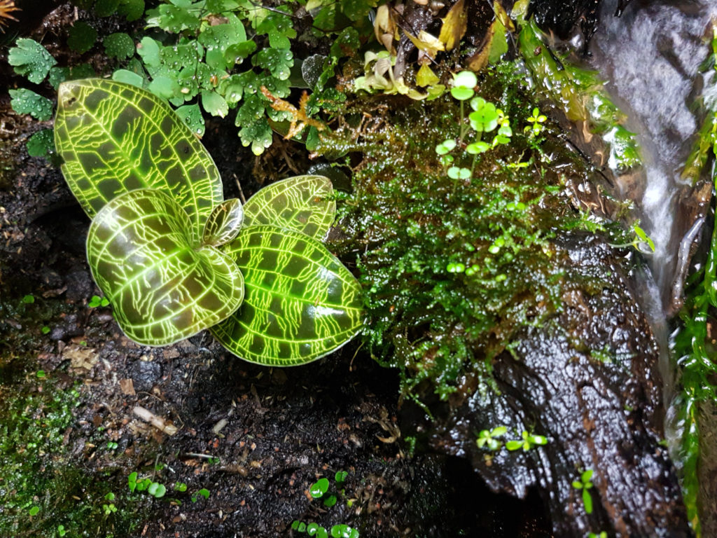Luftfeuchtigkeit für die Macodes Petola