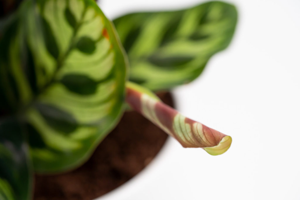 Calathea Makoyana neues Blatt aufgerollt