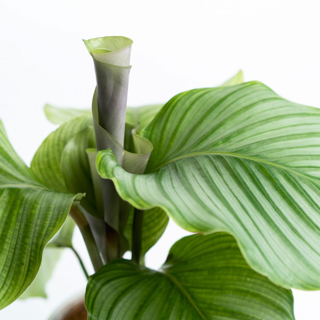 Calathea Orbifolia neues gewundenes Blatt