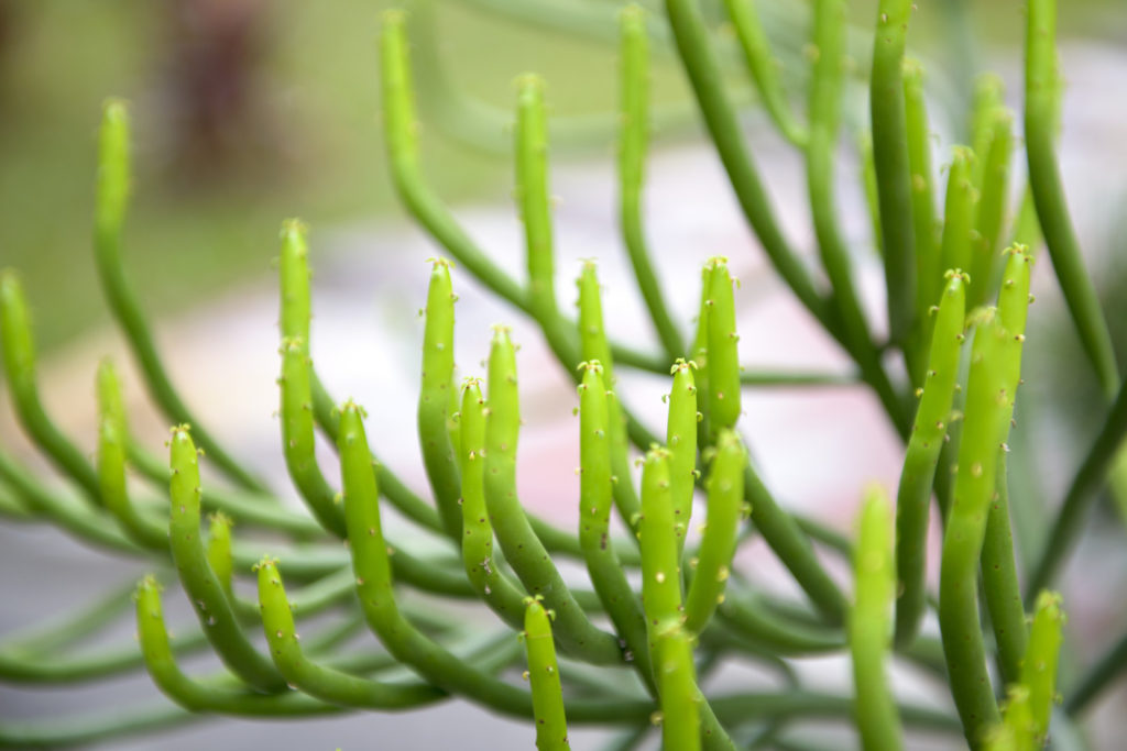 potloodplant