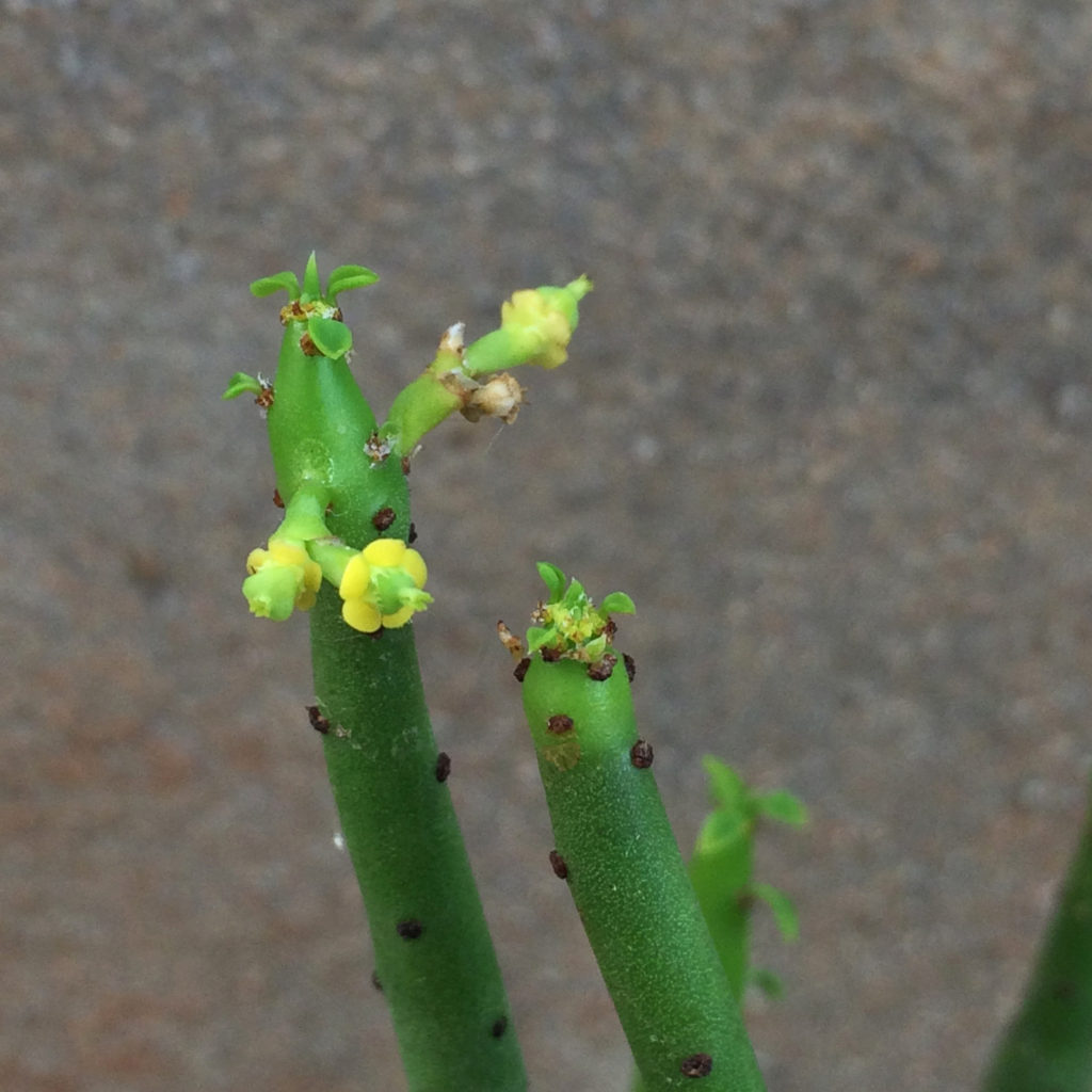 potloodplant in bloei