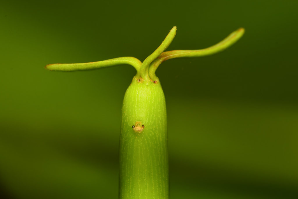 Euphorbia Tirucalli, bijnaam potloodplant