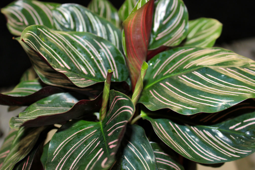 Ornata-Calathea