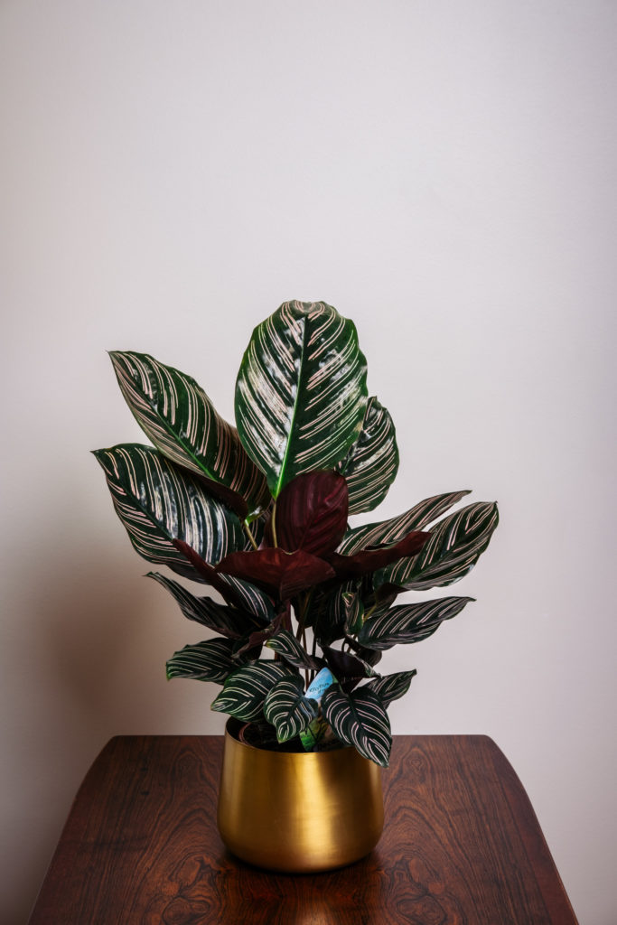 Calathea Ornata Sanderiana