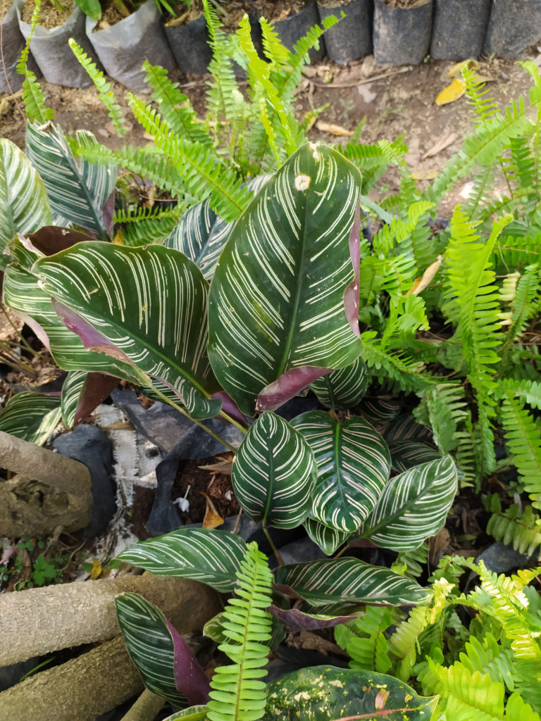 Calathea Ornata Pflege