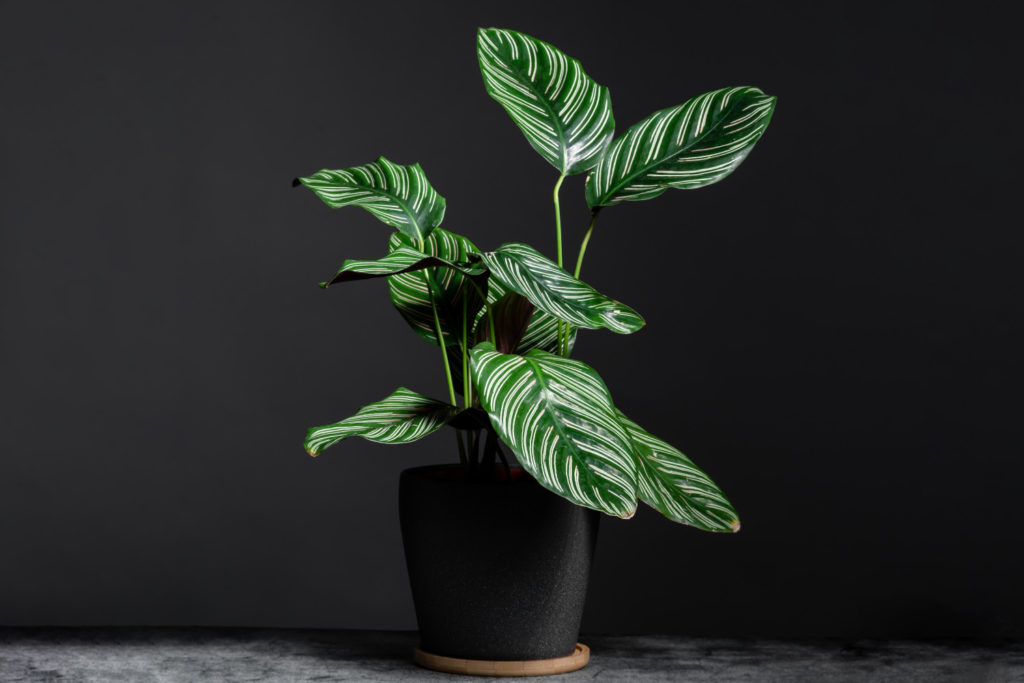 Ornata-Calathea