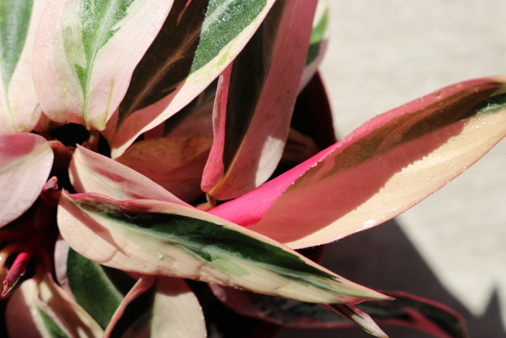 Calathea Triostar