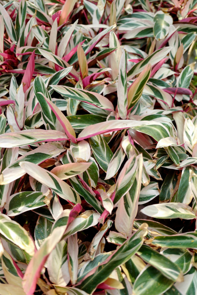 Calathea Triostar rosa