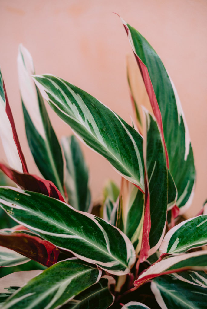 Calathea Triostar Pflege