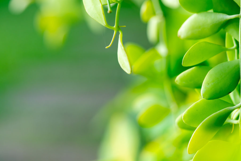 Dischidia Nummularia oder Doublettenpflanze