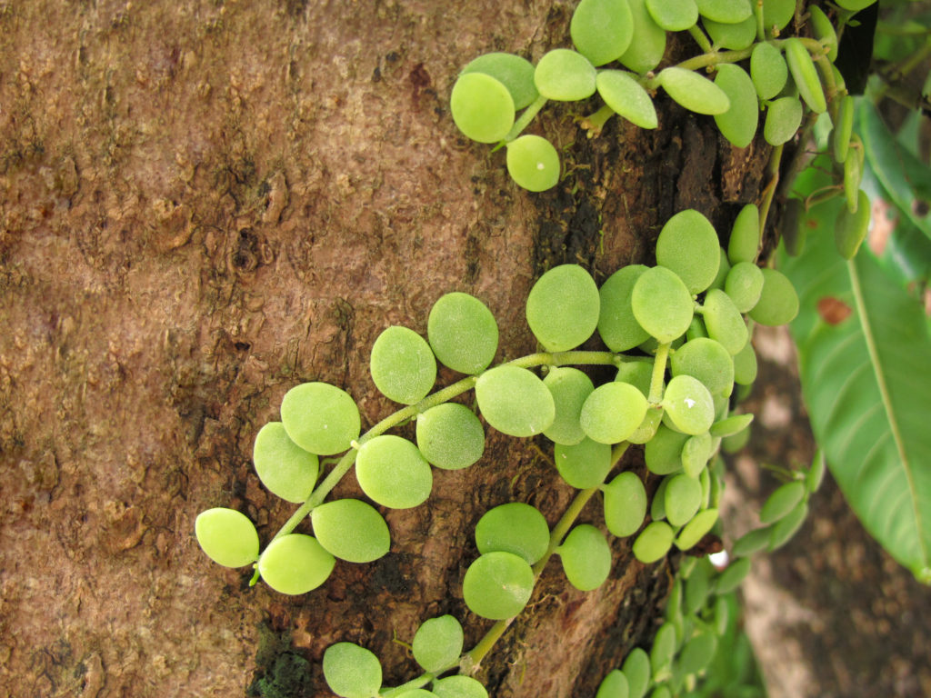Dischidia Nummularia op boom
