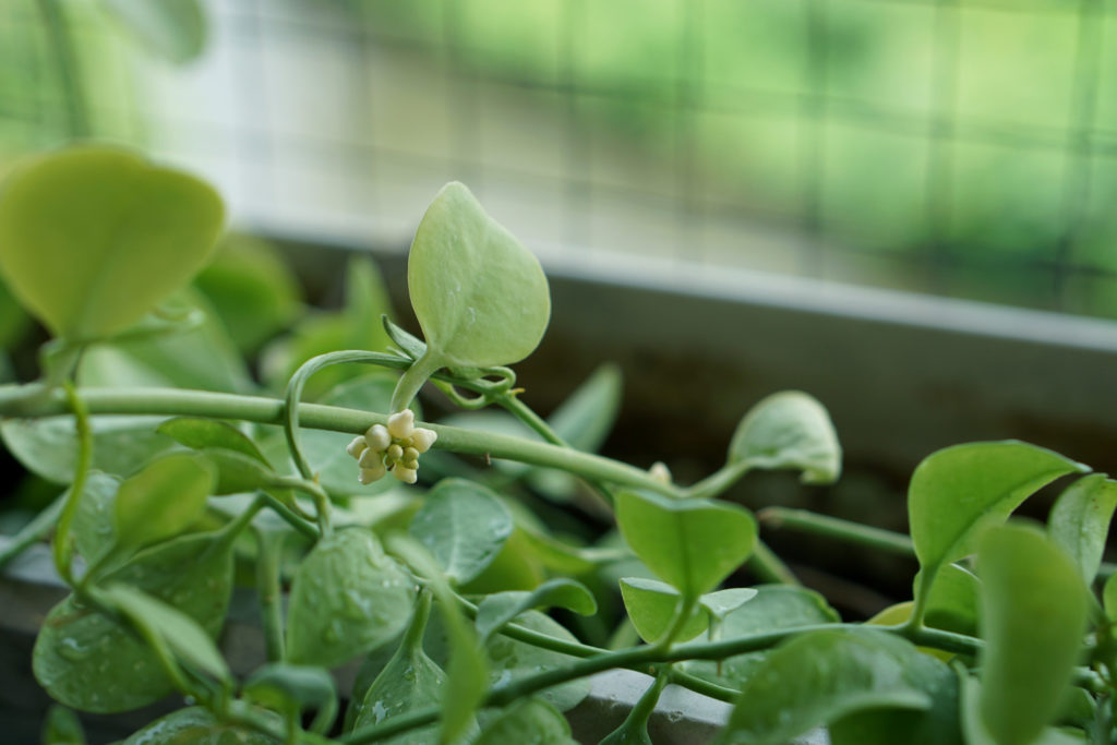bloem van de Dischidia Nummularia