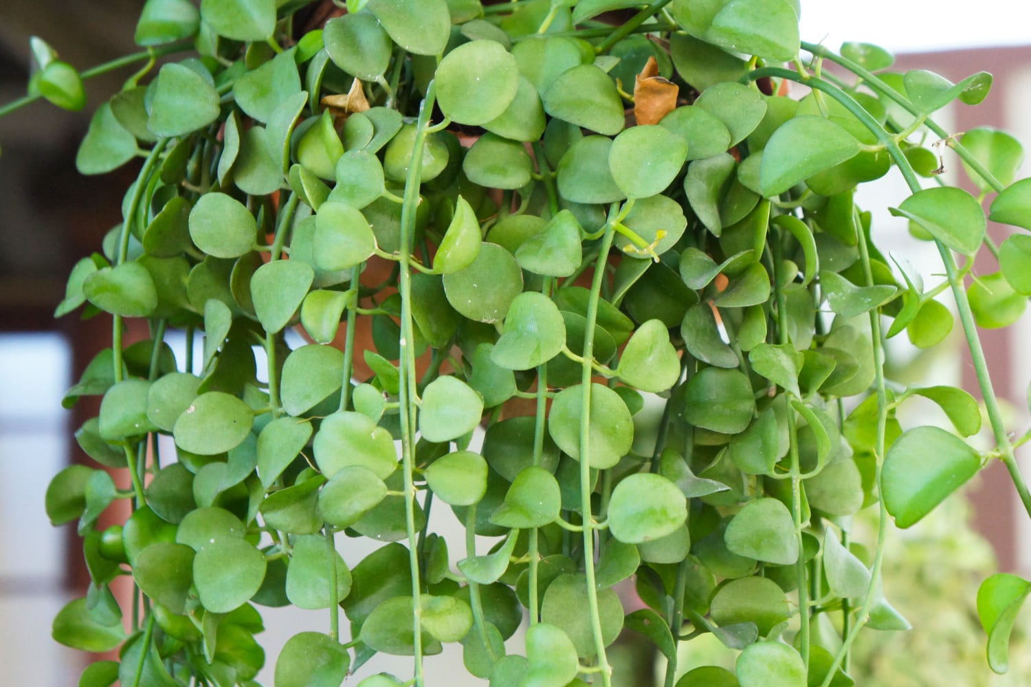 Dischidia Nummularia