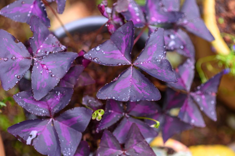 Oxalis Triangularis Pflege