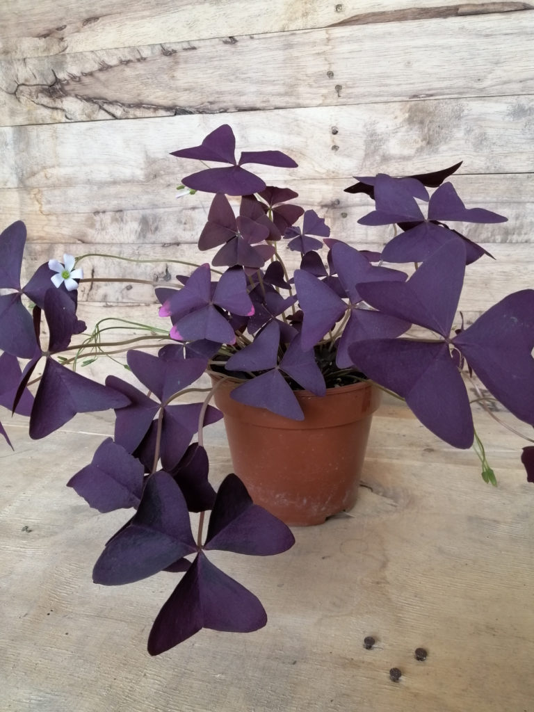 Oxalis Triangularis als Gartenpflanze