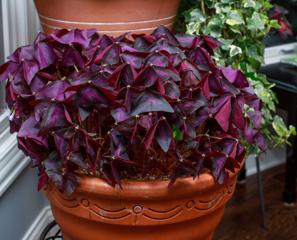 Oxalis triangularis