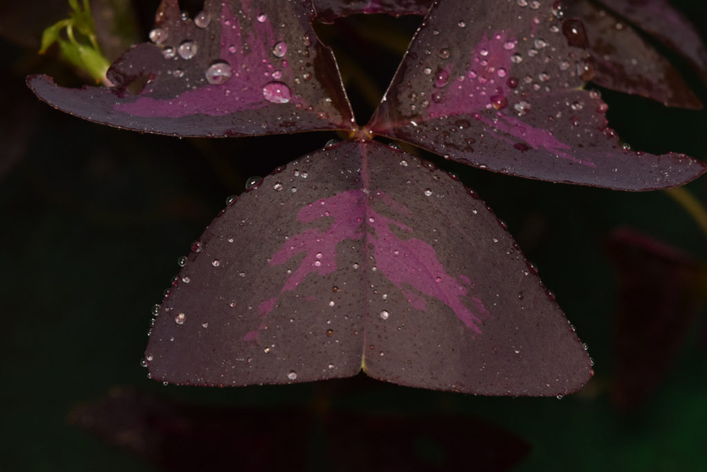 Bewässerung Oxalis Triangularis