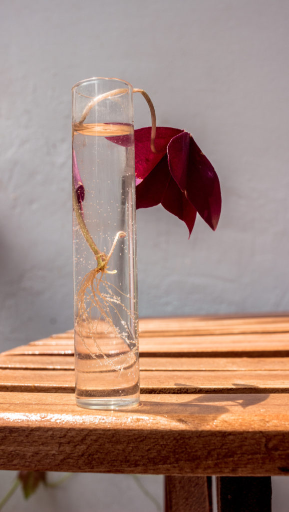 Oxalis Triangularis-Stecklinge