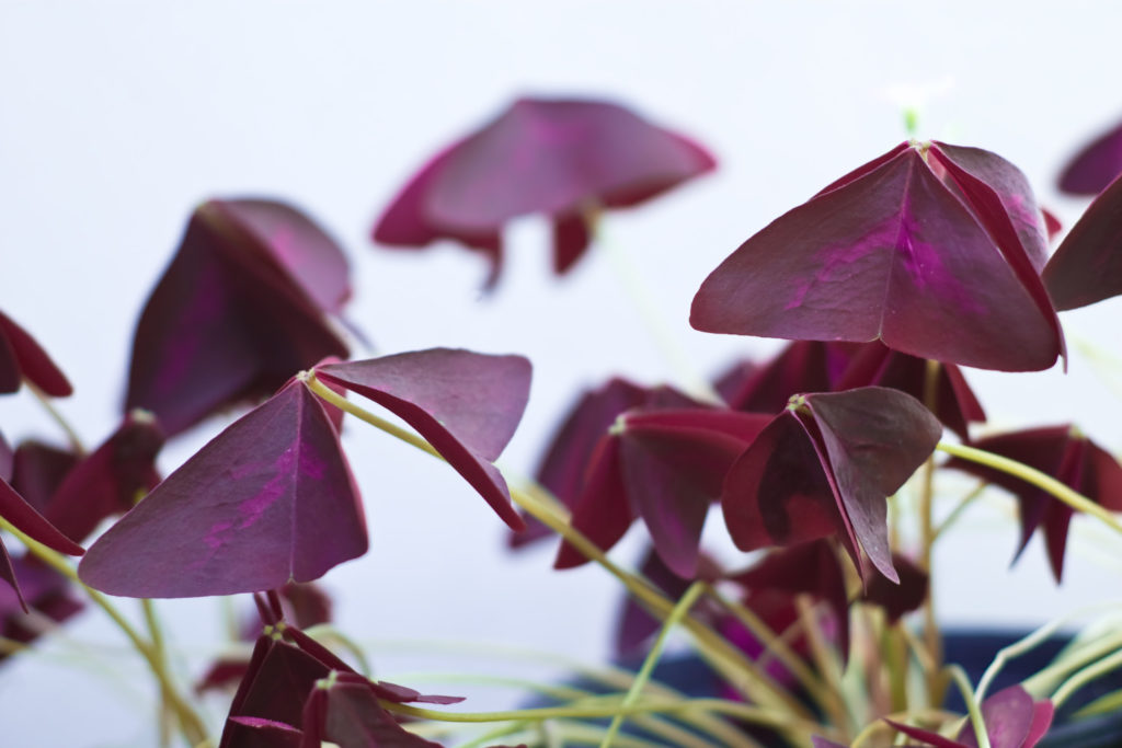 Oxalis Triangularis Pflege