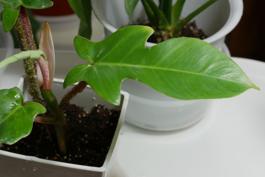 Philodendron Squamiferum