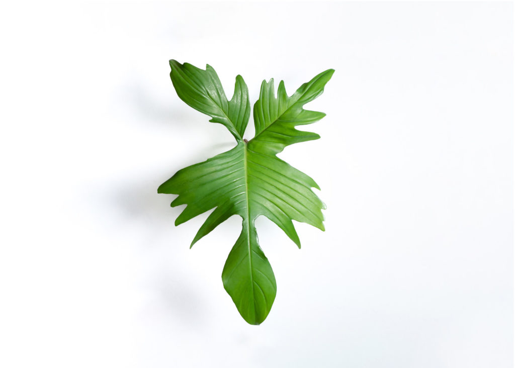 Blätter von Philodendron Squamiferum