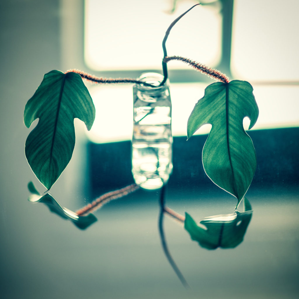Stecklinge von Philodendron Squamiferum