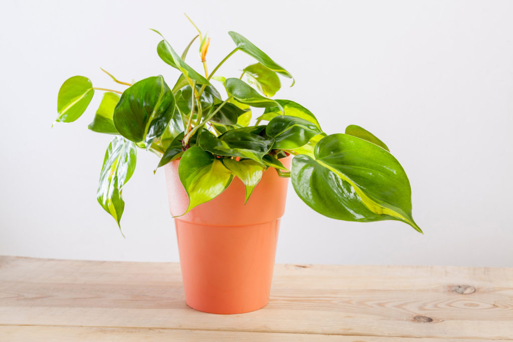Philodendron scandens variegata in pot