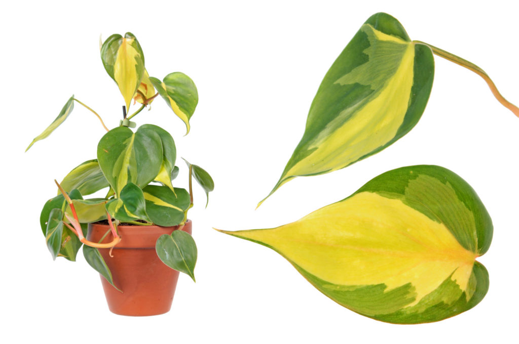 philodendron scandens verzorging