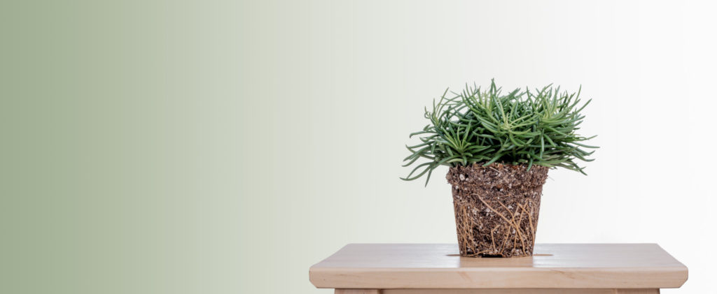 Senecio Archeri