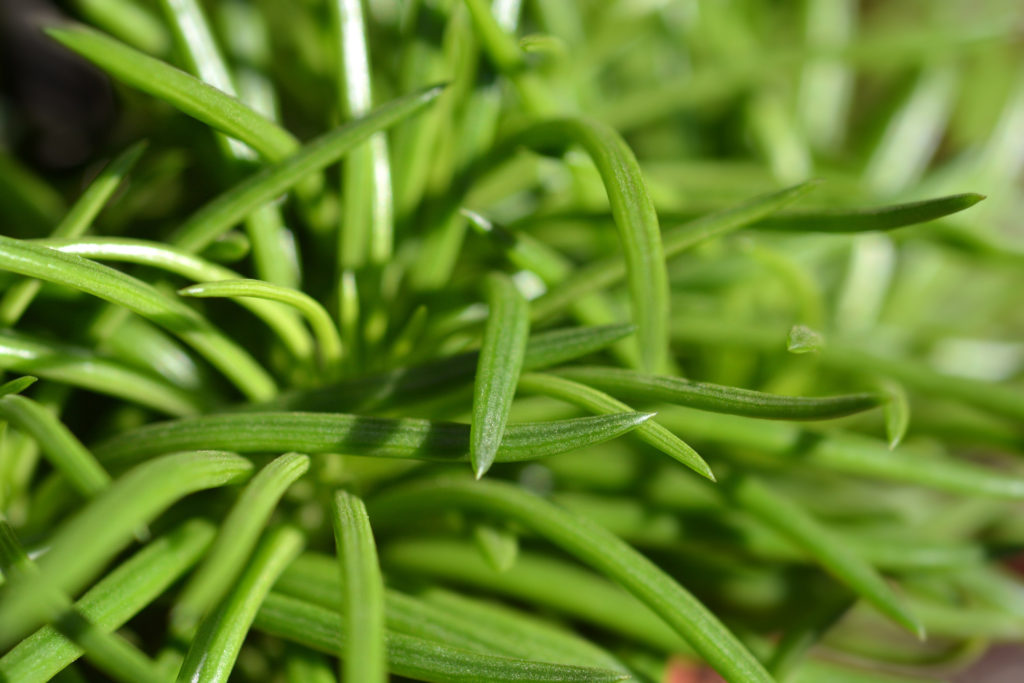 Senecio Archeri "Himalaya"