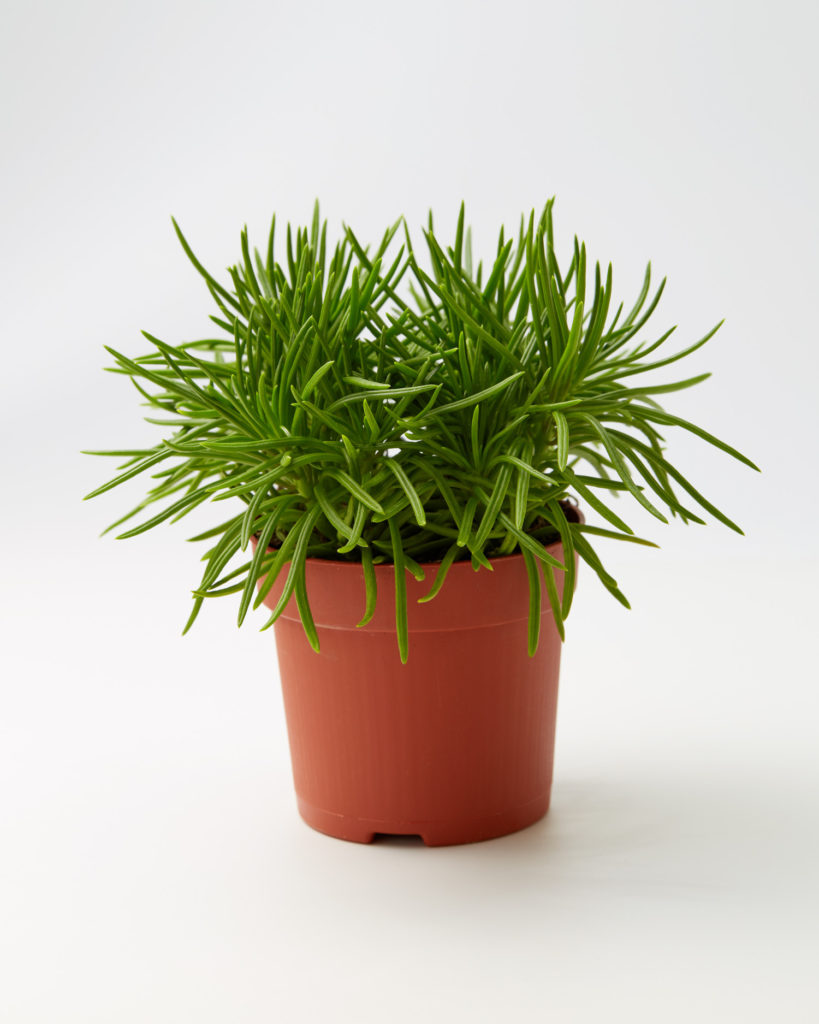 Senecio Himalaya