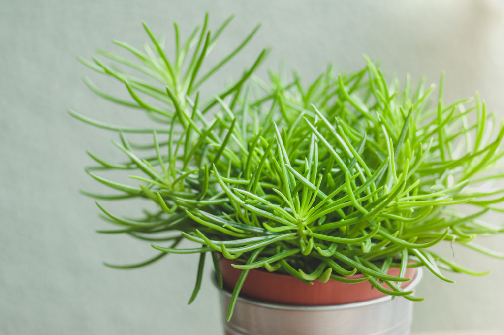 Senecio Himalaya verzorging