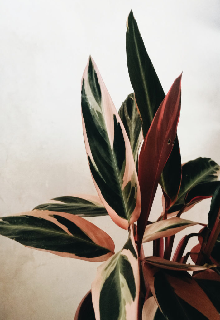 Nahaufnahme Blatt Calathea Triostar